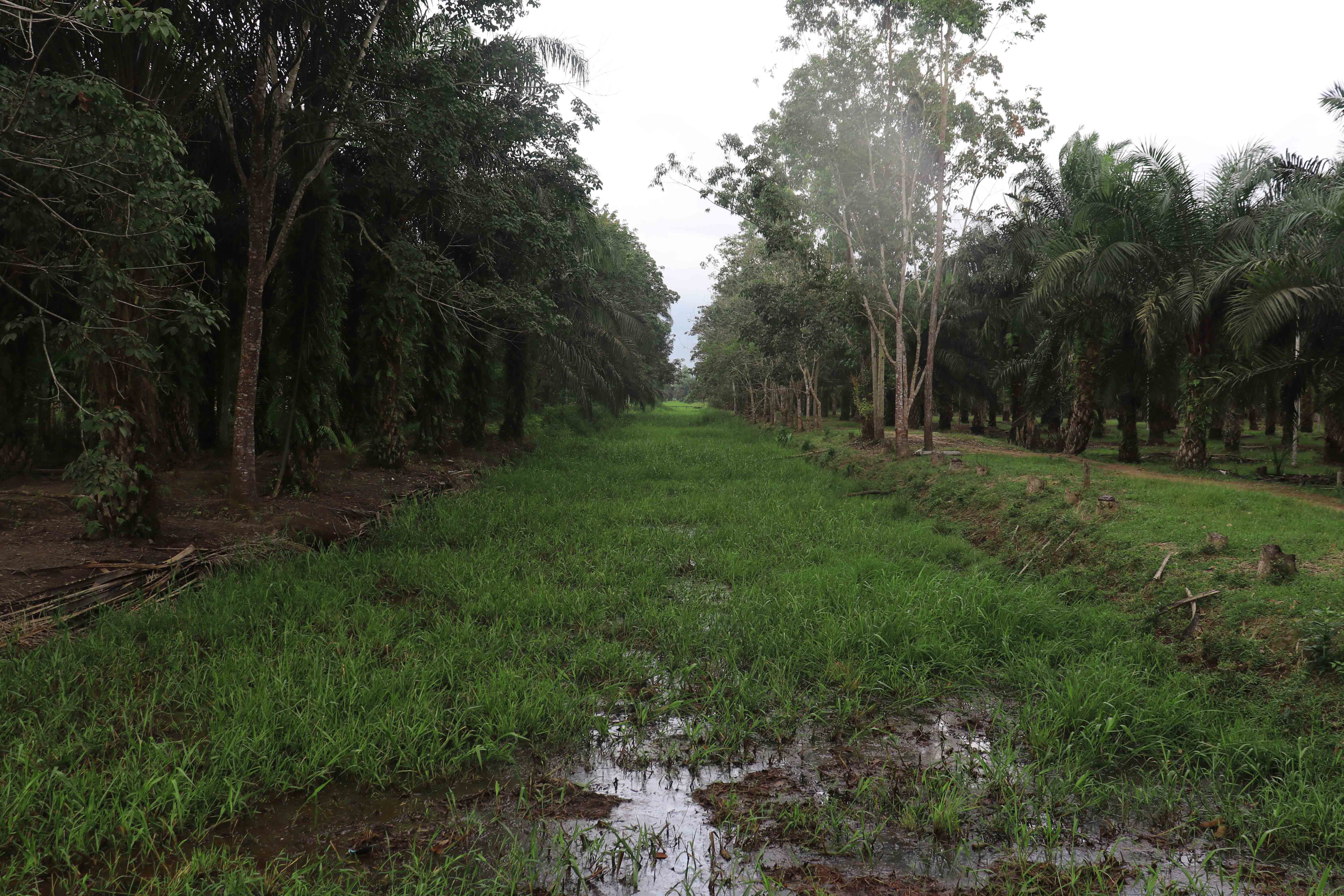 kondisi saluran drainase yang mengalami pendangkalan