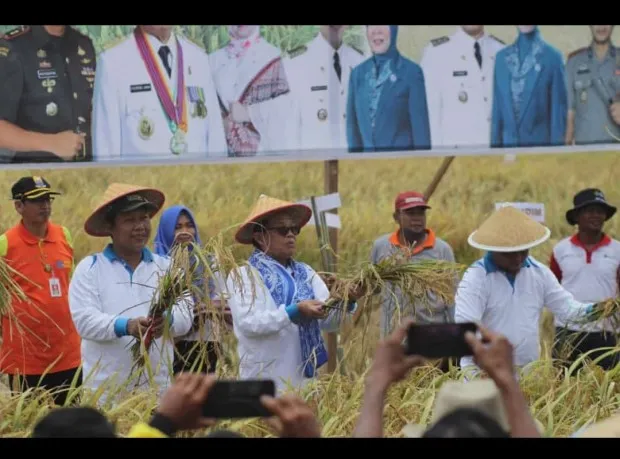 Gubernur Panen Padi di Simpang Datuk
