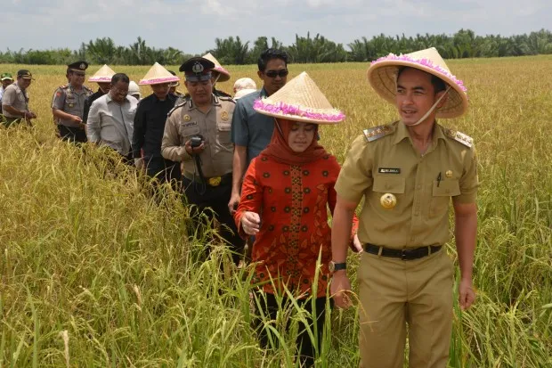 Hasil Panen Padi Tembus 7,04 Ton Per Hektar