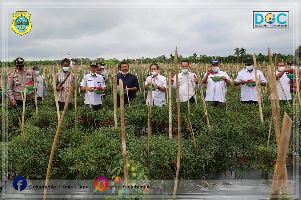 panen raya cabe keriting CMK