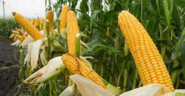 Optimis Produksi Jagung Capai 7.500 Ton