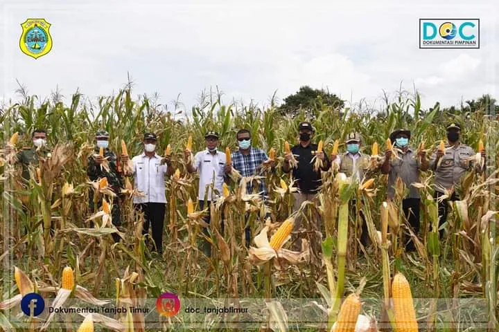 Bupati Panen Raya Jagung Hibrida