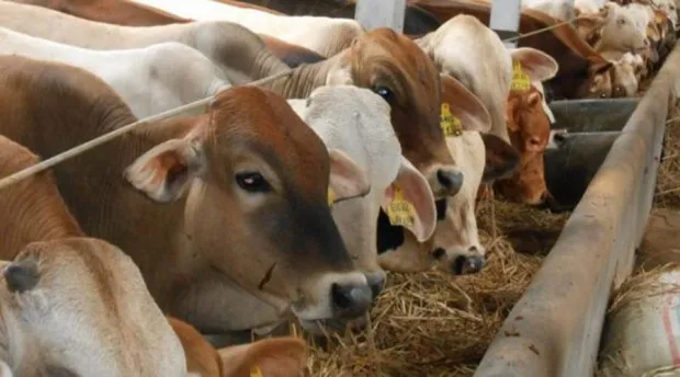 Stok Hewan Kurban Aman