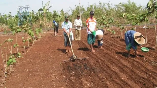 Bupati : Kita Siapkan Lahan Tanaman Pangan Seluas 31 Ribu Hektar