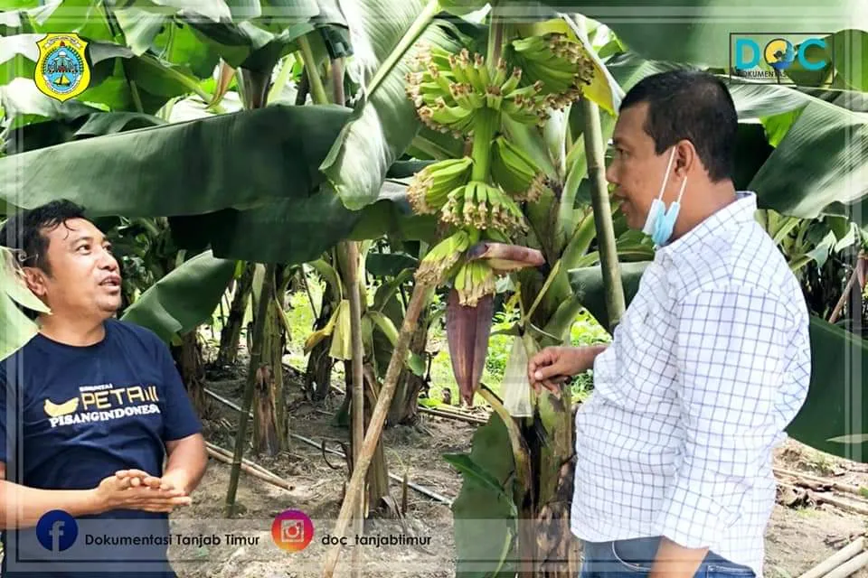 Tinjau Perkebunan Pisang Cavendish, Bupati Minta Pengelola Bina Warga Sekitar