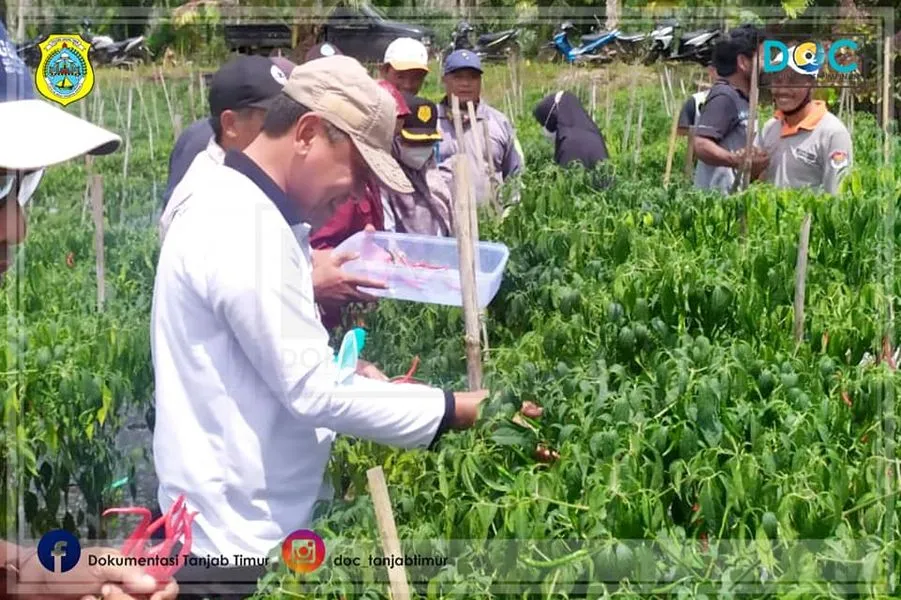 Sekda Panen dan Dialog Dengan Petani Cabai