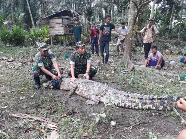 Buaya Katak Bobot 250 Kg Ditangkap Warga Blok E