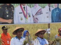 Gubernur Panen Padi di Simpang Datuk