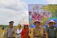 Bersama Wakil Ketua DPRD Provinsi, Zola Panen Beras Merah