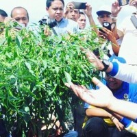 Gubernur Jambi Puji Petani KTM Geragai