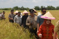 Hasil Panen Padi Tembus 7,04 Ton Per Hektar