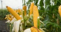 Optimis Produksi Jagung Capai 7.500 Ton