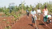 Bupati : Kita Siapkan Lahan Tanaman Pangan Seluas 31 Ribu Hektar