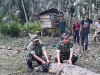 Buaya Katak Bobot 250 Kg Ditangkap Warga Blok E